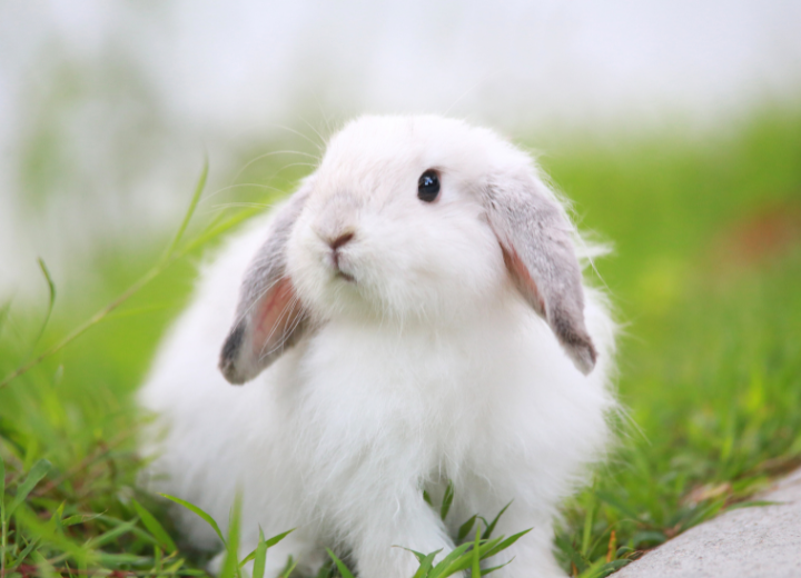 うさぎを飼っている方へ：火葬と供養の進め方